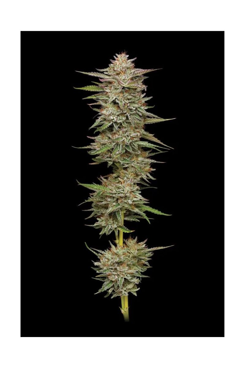 Banana OG Auto, Фасовка: 3